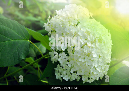 Nahaufnahme von Green hydrangea Hydrangea macrophylla blühen im Frühjahr und Sommer an einer Stadt Garten. Stockfoto