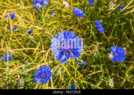 Blühenden Kornblumen in der Wiese Stockfoto