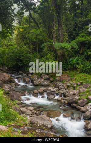 Karibik, Martinique, Route de la Trace, Riviere Blanche, Alma Wasserfall bei Pont de l'Alma Alma (Brücke) Stockfoto