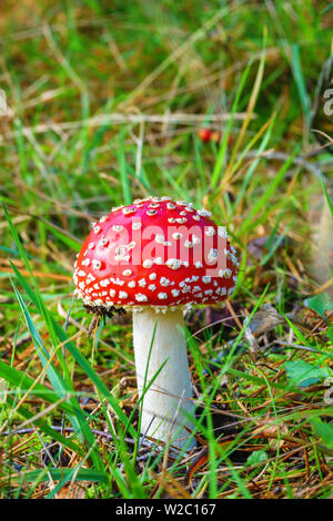 Beautiful red and white Fly agaric Stockfoto
