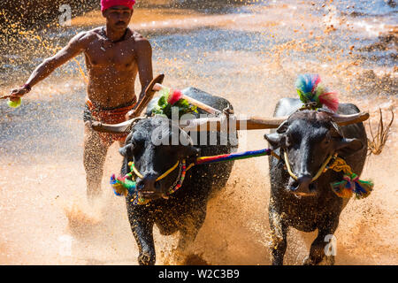 Kambala, traditionelle Büffel racing, Kerala, Indien Stockfoto