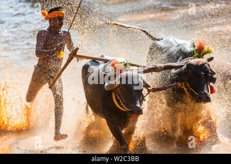 Kambala, traditionelle Büffel racing, Kerala, Indien Stockfoto