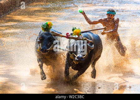 Kambala, traditionelle Büffel racing, Kerala, Indien Stockfoto