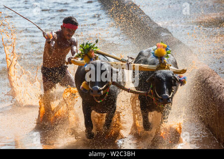 Kambala, traditionelle Büffel racing, Kerala, Indien Stockfoto