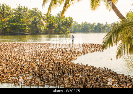 Enten Wesen trieben entlang der Wasserstraße, Kerala Backwaters, nr Alleppey (oder Alappuzha), Kerala, Indien Stockfoto