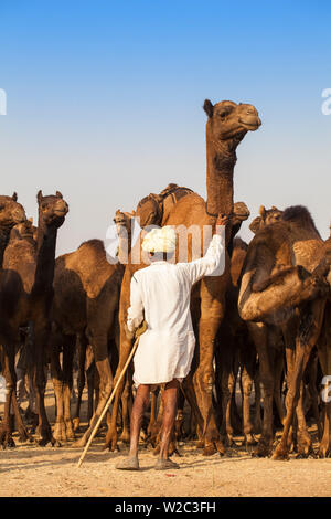 Indien, Rajasthan, Pushkar, Kamel Händler mit seinen kamelen am Pushkar Camel Fair Stockfoto