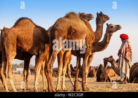 Indien, Rajasthan, Pushkar, Kamel Händler mit seinen kamelen am Pushkar Camel Fair Stockfoto