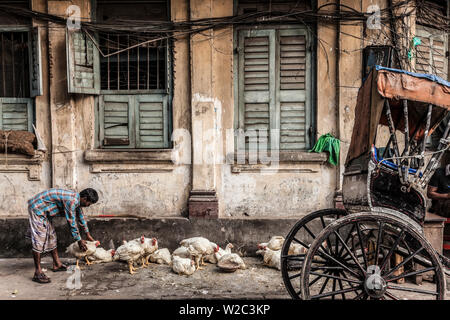 Hühner & Rikscha auf Street, Kolkata (Kalkutta), West Bengal, Indien Stockfoto