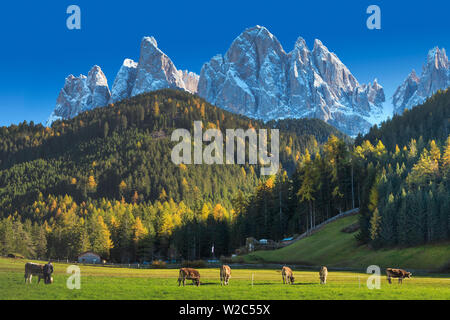 Italien, Trentino-Südtirol, Südtirol, Val di Funes und Santa Magdalena Stadt mit Puez Geisler Dolomiten Gruppe (Puez Geisler) im Hintergrund Stockfoto