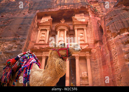Kamel Vor dem Treasury, Petra, Jordanien, Naher Osten Stockfoto