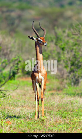 Gerenuk (Litocranius Walleri), Samburu National Reserve, Kenia Stockfoto