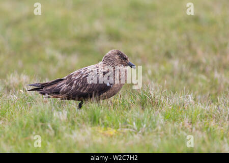 Ein Natürlicher, großer Skua (Eulen skua) stehen in der Wiese Stockfoto