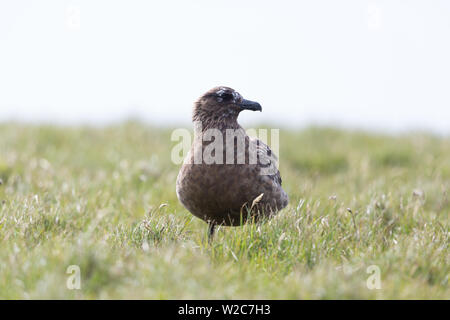 Portrait Natürlicher, großer Skua (Eulen skua) in grüne Wiese Stockfoto