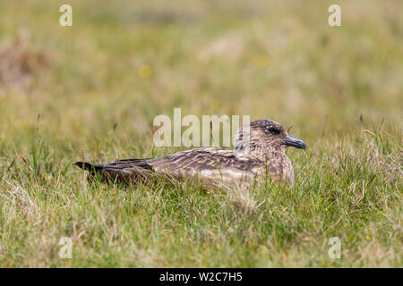 Close-up Natürlicher, großer Skua (Eulen skua) im grünen Gras sitzen Stockfoto