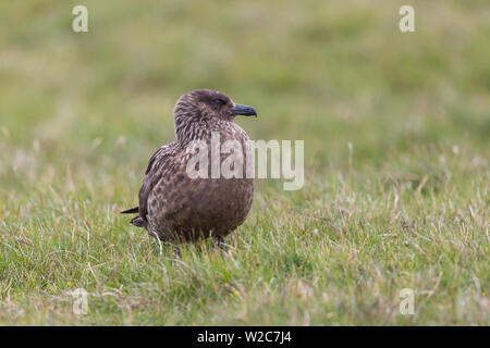 Porträt great skua Vogel (Eulen skua) stehen in der Wiese Stockfoto