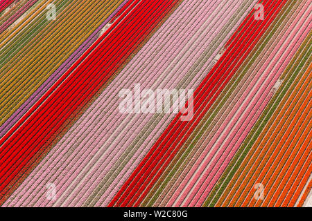 Tulpenfelder, Nordholland, Niederlande Stockfoto