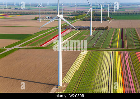 Windenergieanlagen & Tulpenfelder, New Holland, Niederlande Stockfoto