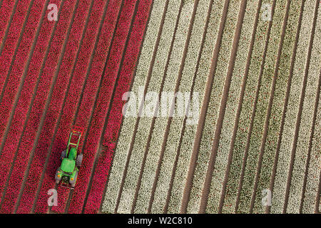 Traktor in Tulpenfelder, Nordholland, Niederlande Stockfoto