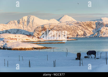 Sommaroy, Troms region, arktische Region, Norwegen Stockfoto