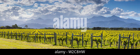 Malerische Weinberge, Blenheim, Marlborough, Südinsel, Neuseeland Stockfoto