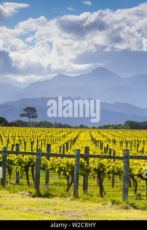 Malerische Weinberge, Blenheim, Marlborough, Südinsel, Neuseeland Stockfoto