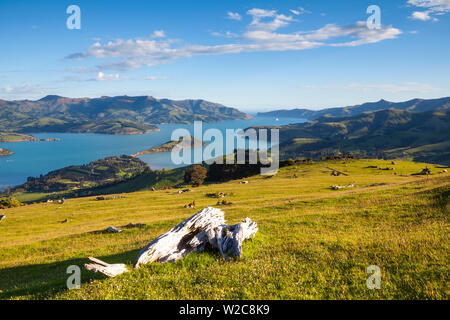 Erhöhte Blick über Banken Peninsular, Canterbury, Südinsel, Neuseeland Stockfoto