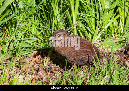 Native Weka Küken, Karamea, West Coast, South Island, Neuseeland Stockfoto