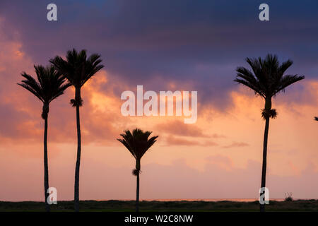 Nikau Palme Silhouetten bei Sonnenuntergang, Karamea, West Coast, South Island, Neuseeland Stockfoto