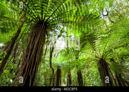 Mamaku Firmen, Karamea, West Coast, South Island, Neuseeland Stockfoto