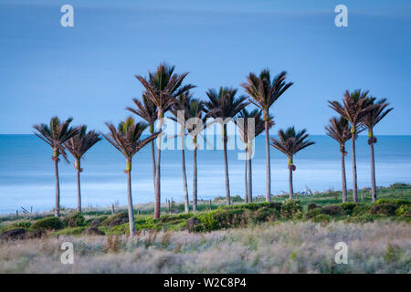 Küsten Nikau stehen, Karamea, West Coast, South Island, Neuseeland Stockfoto