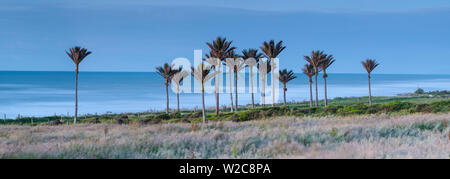 Küsten Nikau stehen, Karamea, West Coast, South Island, Neuseeland Stockfoto