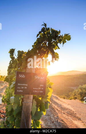 Südafrika, Western Cape, Stellenbosch, Tokara Weingut Stockfoto