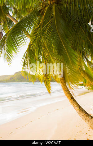 Palmen und tropischen Strand, Süden von Mahe, Seychellen