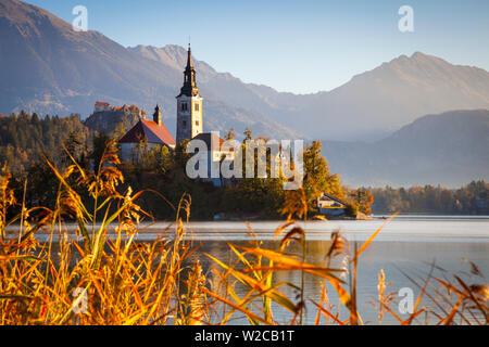 Die Insel (Blejski otok) mit der Kirche Mariä Himmelfahrt (Cerkev Marijinega vnebovzetja) & Burg von Bled beleuchtet bei Sonnenaufgang, der See von Bled, Bled, Obere Krain, Julische Alpen, Slowenien Stockfoto