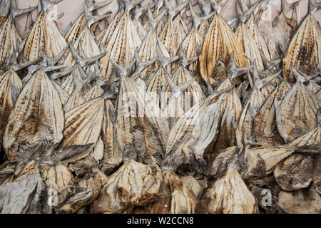 Fische, getrocknet, Fischmarkt, Deira, Dubai, Vereinigte Arabische Emirate Stockfoto
