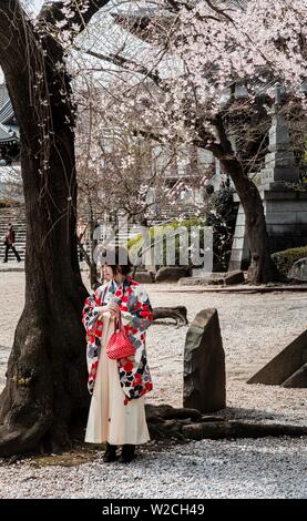 Japanische Frau im traditionellen Kimono unter blühenden Kirschbaum, Kirschblüte, Zojoji Tempel, buddhistische Tempelanlage, Shiba, Minato-koen Stockfoto