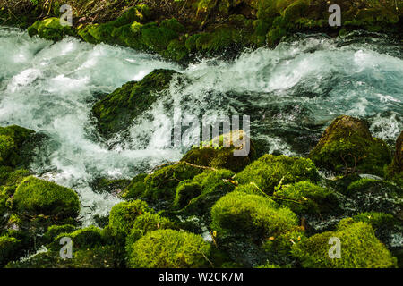 Schnelle Gebirgsbach in den Wäldern von Montenegro. Stockfoto