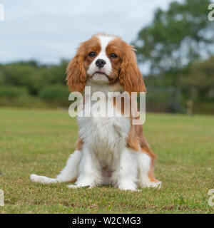 Cavalier King Charles Spaniel Welpen Stockfoto