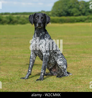 Deutscher Kurzhaariger Vorstehhund Stockfoto