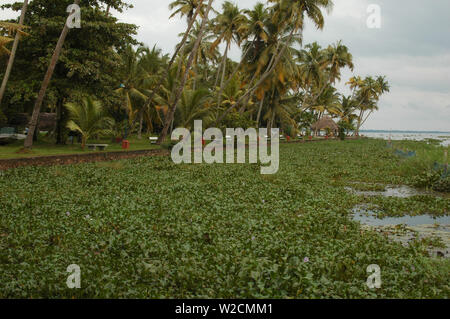 Grüne Algen am Vembanad Lake in Indien Kerala Kochi Stockfoto