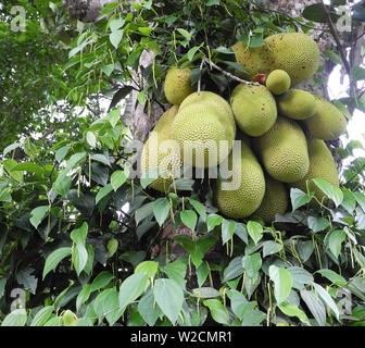 Jackfruit (artocarpus Heterophyllus) und jungen Schwarzen Pfeffer (Piper nigrum) im Dschungel in Kerala Kochi Stockfoto