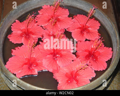 Blumen von Red tropische Pflanze Hibiscus in Wasser in einer großen Schüssel bronze Stockfoto