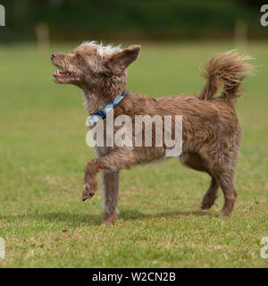 Yorkipoo Hund Stockfoto