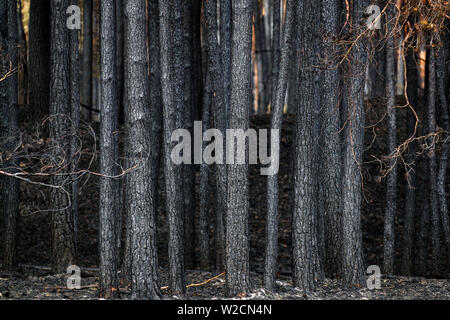 Alt Jabel, Deutschland. 08 Juli, 2019. Verkohlte Baumstämme im Wald auf dem ehemaligen Truppenübungsplatz. Eine Woche nach dem Ausbruch der verheerenden Waldbrand in der Nähe von Lübtheen im südwestlichen Mecklenburg, die Flammen in der Gegend, die stark mit Munition verunreinigt, haben gelöscht, nach dem Befehl. Auf einer Fläche von etwa 500 Hektar, es gibt noch glühende Nester im Boden, sind genau zu beachten. Insgesamt 1.200 Hektar Wald waren betroffen. Credit: Jens Büttner/dpa-Zentralbild/dpa/Alamy leben Nachrichten Stockfoto