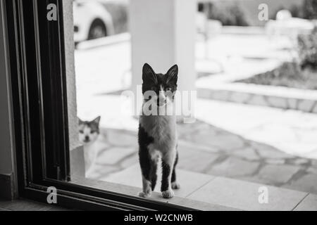 Schwarz-weiß Foto von streunenden Katzen. Ein Kätzchen Spione oder schaut in das Haus durch die Fenster. Heimatlose Katzen Stockfoto