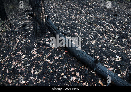 Alt Jabel, Deutschland. 08 Juli, 2019. Verkohlte Baumstämme im Wald auf dem ehemaligen Truppenübungsplatz. Eine Woche nach dem Ausbruch der verheerenden Waldbrand in der Nähe von Lübtheen im südwestlichen Mecklenburg, die Flammen in der Gegend, die stark mit Munition verunreinigt, haben gelöscht, nach dem Befehl. Auf einer Fläche von etwa 500 Hektar, es gibt noch glühende Nester im Boden, sind genau zu beachten. Insgesamt 1.200 Hektar Wald waren betroffen. Credit: Jens Büttner/dpa-Zentralbild/dpa/Alamy leben Nachrichten Stockfoto