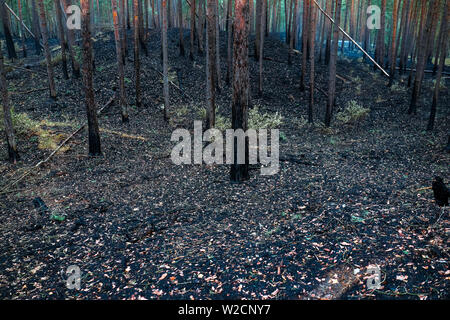 Alt Jabel, Deutschland. 08 Juli, 2019. Verkohlte Baumstämme im Wald auf dem ehemaligen Truppenübungsplatz. Eine Woche nach dem Ausbruch der verheerenden Waldbrand in der Nähe von Lübtheen im südwestlichen Mecklenburg, die Flammen in der Gegend, die stark mit Munition verunreinigt, haben gelöscht, nach dem Befehl. Auf einer Fläche von etwa 500 Hektar, es gibt noch glühende Nester im Boden, sind genau zu beachten. Insgesamt 1.200 Hektar Wald waren betroffen. Credit: Jens Büttner/dpa-Zentralbild/dpa/Alamy leben Nachrichten Stockfoto