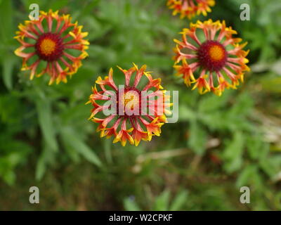 Rot-gelbe Blume gaillardia mit hellen Köpfen in der Nähe Stockfoto