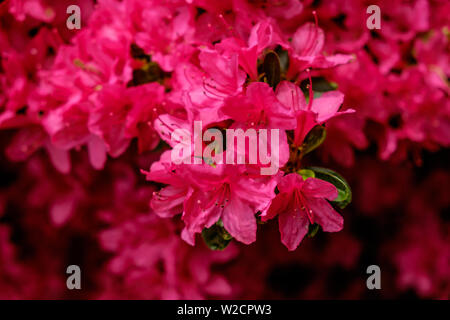 In der Nähe von dunklen rosa Evergreen Azalea Hinodegiri Blumen. Auch als Rhododendron 'Hinode - Giri" bekannt. Horizontale. Stockfoto