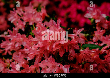 In der Nähe von dunklen rosa Evergreen Azalea Hinodegiri Blumen. Auch als Rhododendron 'Hinode - Giri" bekannt. Horizontale. Stockfoto